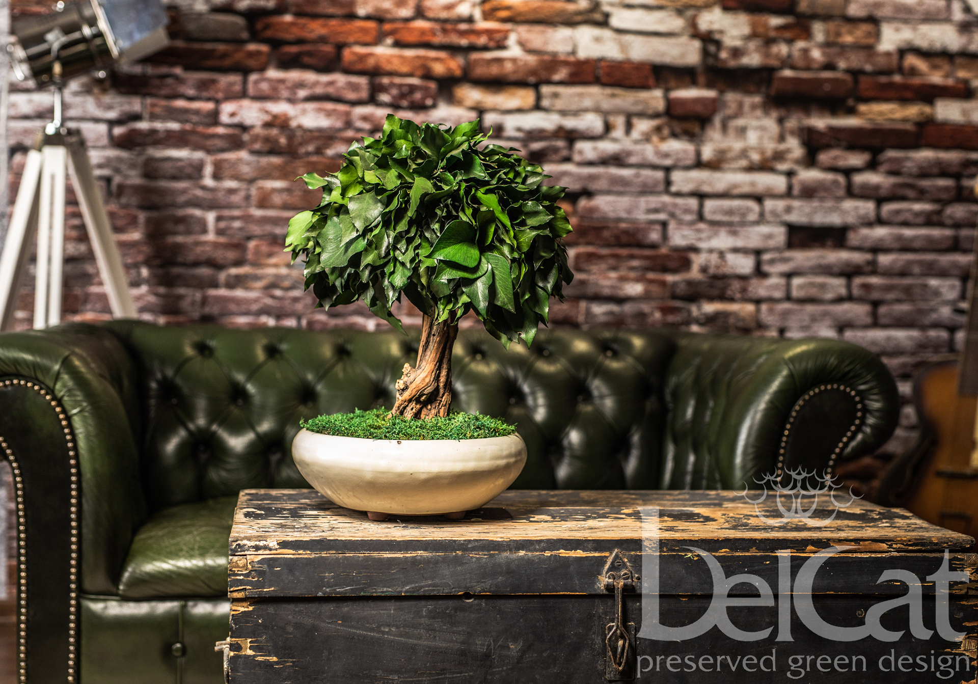 Bonsai Fák
