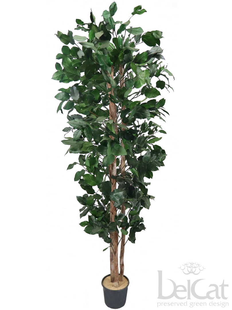 Light Plant Salal