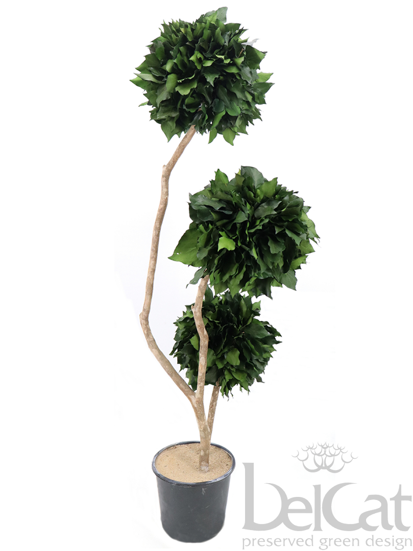Háromgömbös Hedera Topiárium