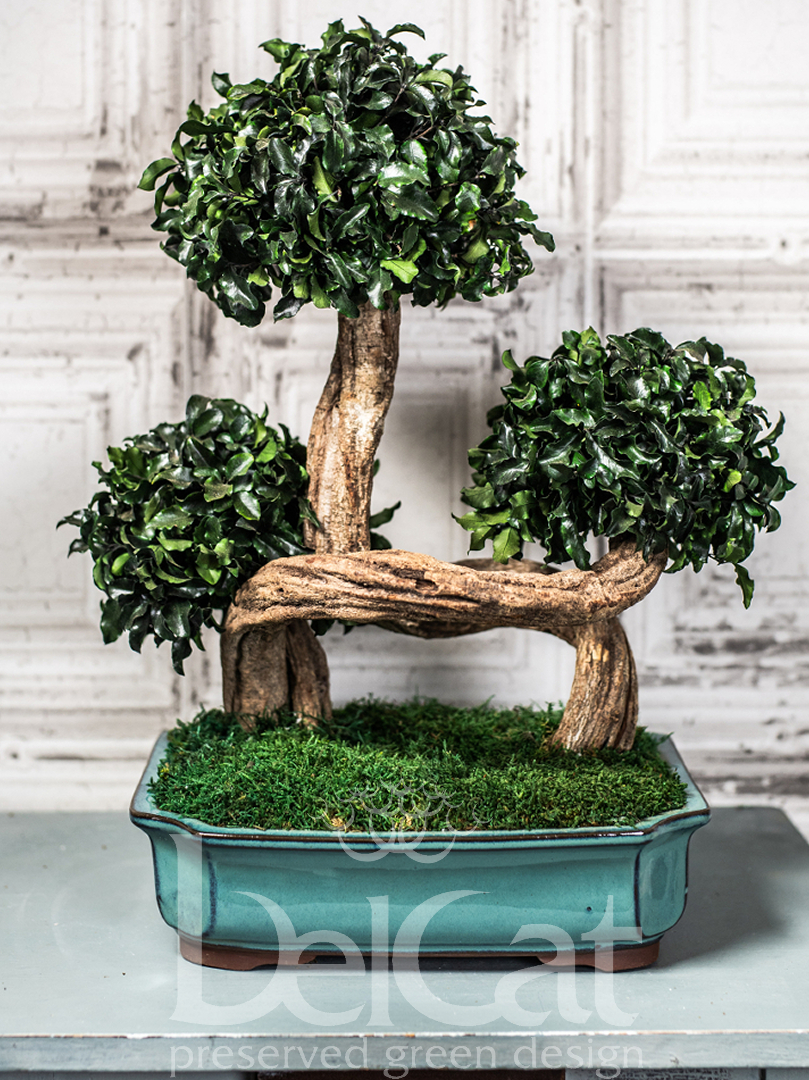 Bonsai Tenuifolium Triple