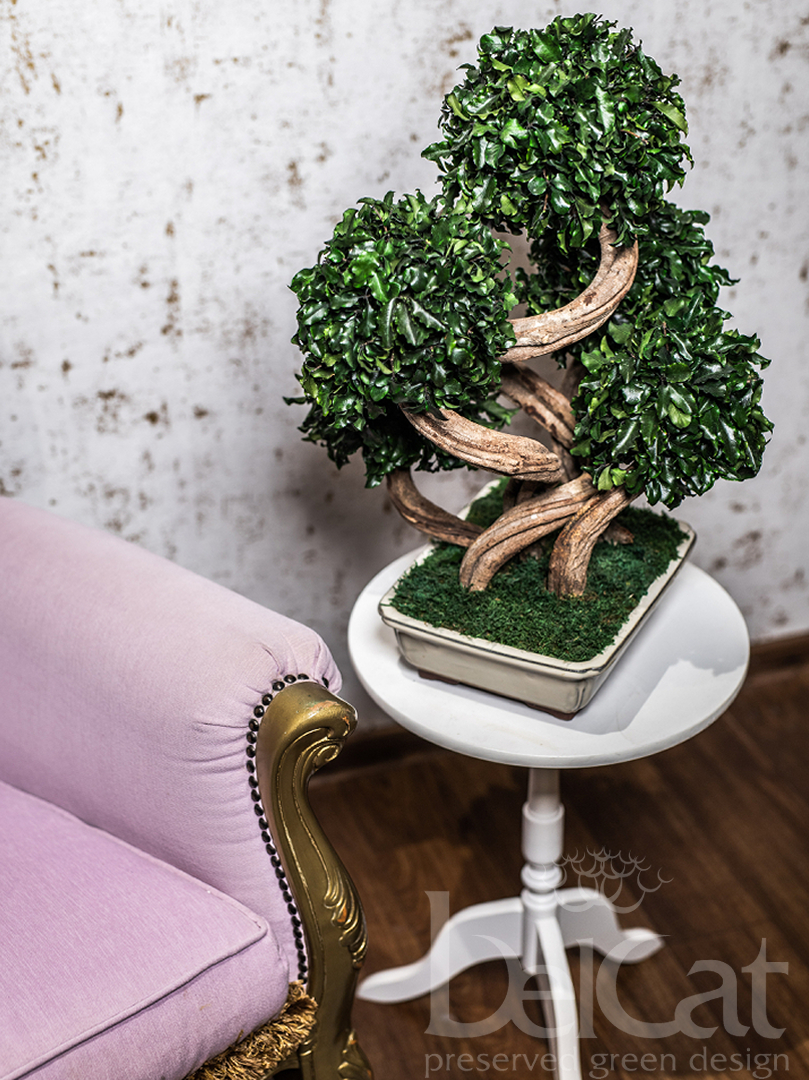 Bonsai Tenuifolium Tetra