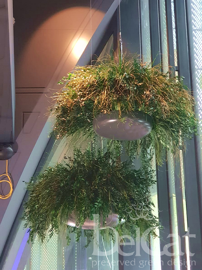 Preserved Green Chandelier