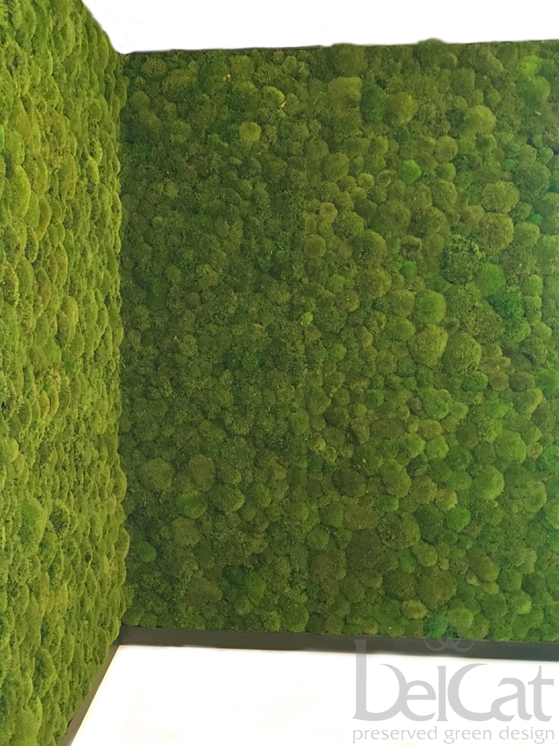 Preserved Polemoss Wall