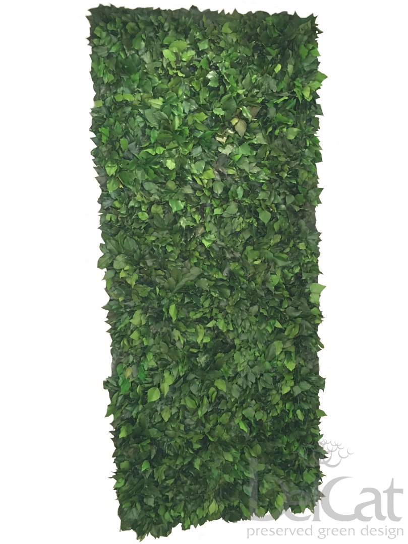 Preserved Hedera Greenwall